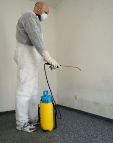 Detailed image showing mold infestation on drywall prior to thorough cleaning and repair in Quartz Hill.