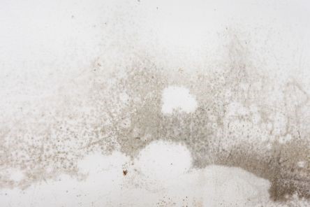 Close-up of mold growth on drywall before professional removal by Drywall Repair & Remodeling in Quartz Hill.
