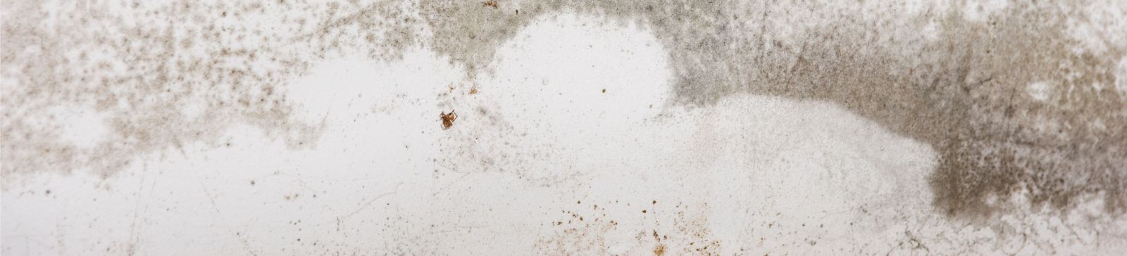 Mold-infected wall in Jeffrey Porterfield’s Quartz Hill home office before professional removal.